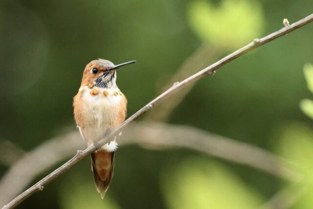 Rufous Hummingbird, but not identifiable just by this photo.