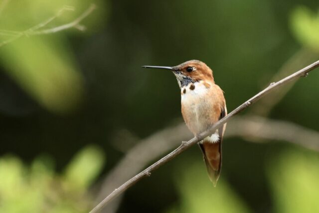 Rufous Hummingbird, but not identifiable just by this photo.