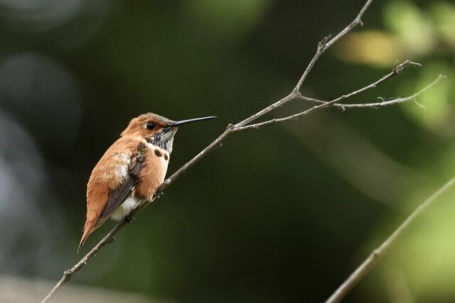 Rufous Hummingbird, note the pure orange back.