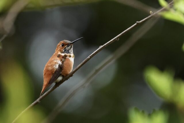 Rufous Hummingbird, note the pure orange back.