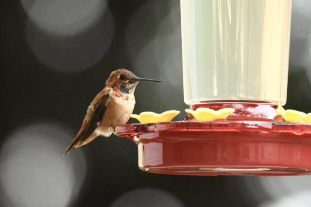 Rufous Hummingbird, not sharing feeder.