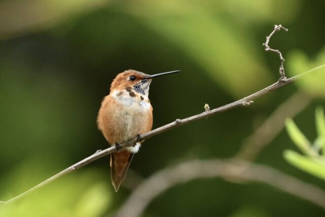 Rufous Hummingbird, but not identifiable just by this photo.