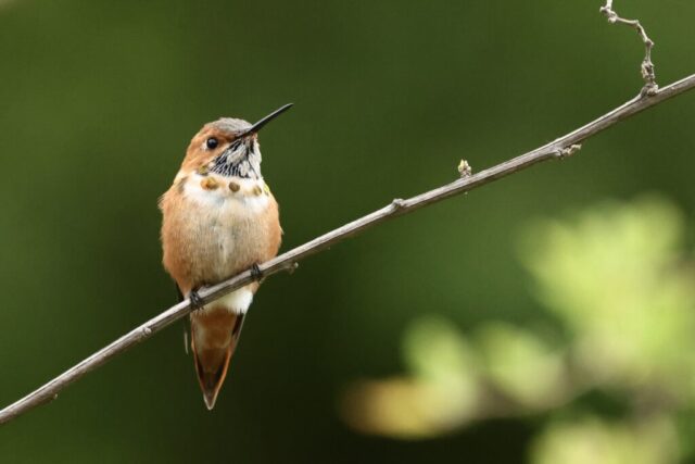 Rufous Hummingbird, but not identifiable just by this photo.
