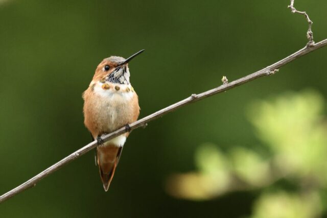 Rufous Hummingbird, but not identifiable just by this photo.