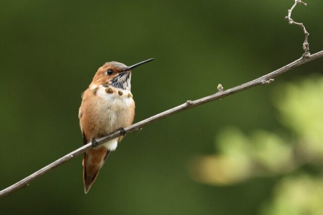 Rufous Hummingbird, but not identifiable just by this photo.