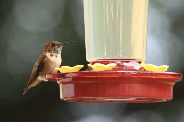 Rufous Hummingbird, not sharing feeder.