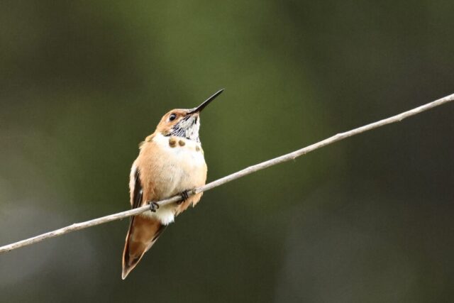 Rufous Hummingbird, note the pure orange back.