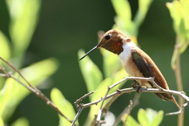 Rufous Hummingbird, note the pure orange back.