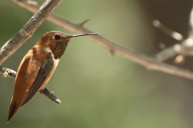 Rufous Hummingbird, note the pure orange back.