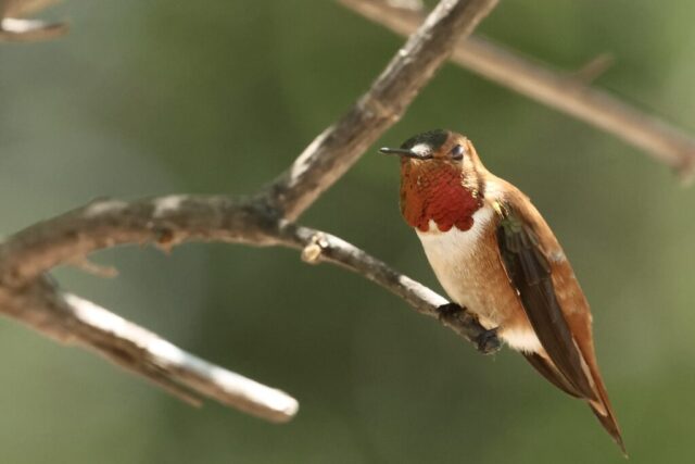 Rufous Hummingbird, note the pure orange back.