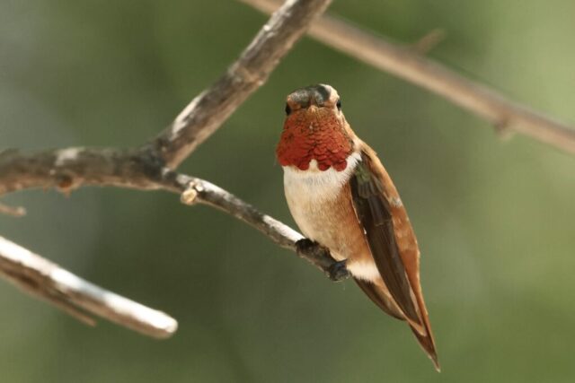 Rufous Hummingbird, note the pure orange back.