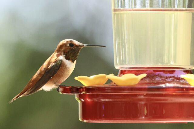 Rufous Hummingbird, note the pure orange back.
