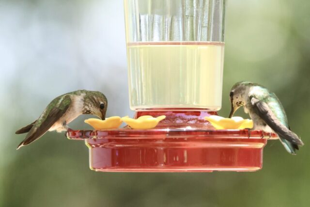 Allen's Hummingbird (left), sharing feeder with a Black-chinned Hummingbird.