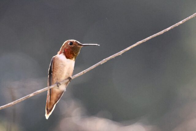 Rufous Hummingbird, but not identifiable just by this photo.