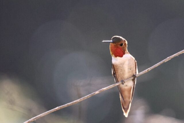Rufous Hummingbird, but not identifiable just by this photo.