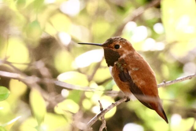 Rufous Hummingbird, note the pure orange back.